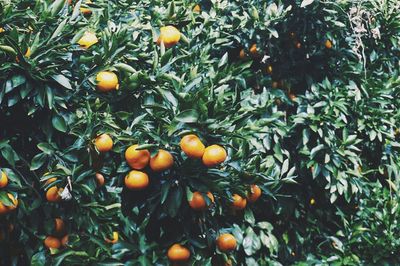 Fresh fruit growing in tree