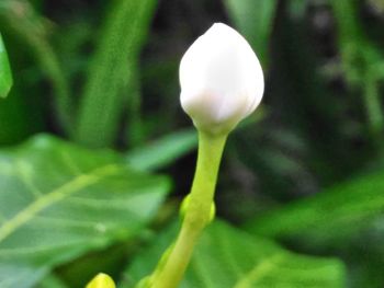 Close-up of white flower