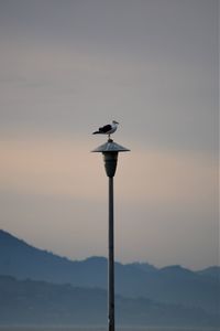 Low angle view of seagull perching on wooden post against sky