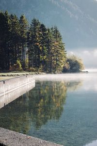 Trees by lake in forest against sky