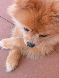 High angle view of dog resting