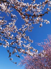 Low angle view of cherry blossoms against blue sky