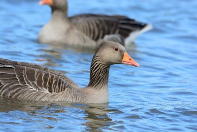 Side view of birds in water