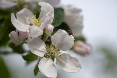 Close-up of white cherry blossoms