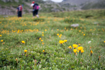 Walking in the nature