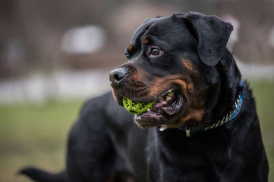 Rottweiler with green ball