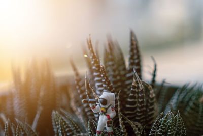 Close-up of succulent plant on field