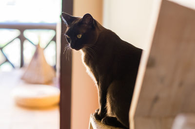 Close-up of cat sitting indoors