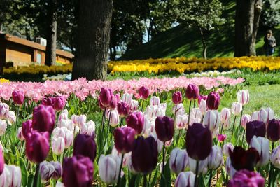 Purple crocus flowers in park