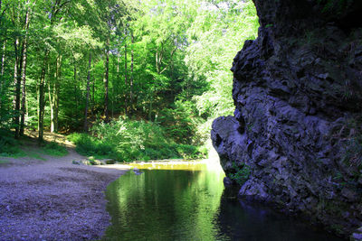 Scenic view of river amidst trees in forest