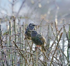 Close-up of bird perching on branch