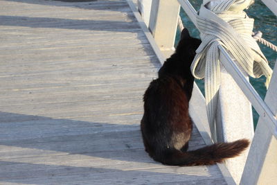 Close-up of cat