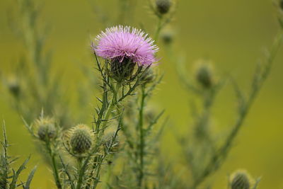 Close-up of purple thistle flower on field