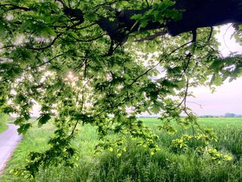 Trees growing in park