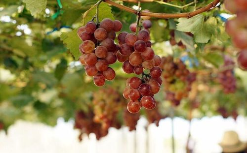 Close-up of fruits hanging on tree