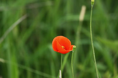 Close-up of red poppy flower