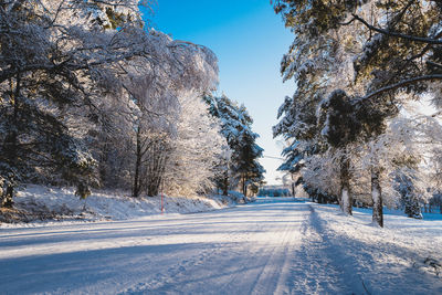 Trees on snow covered landscape