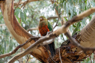 Low angle view of bird perching on branch australian king parrot 