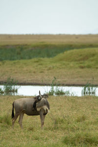 Wildebeest in a wet field