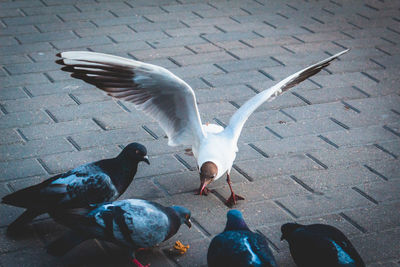 Seagulls in water