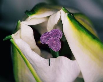 Close-up of purple flowers