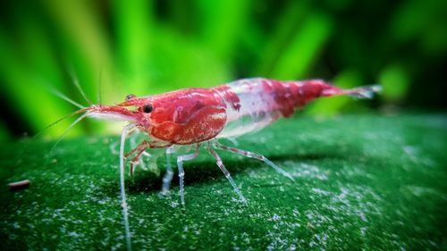 Close-up of insect on plant