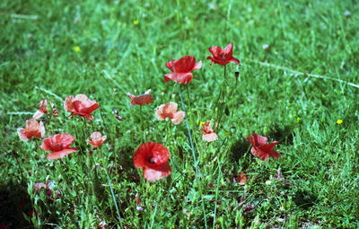 Close-up of red flowering plant on field