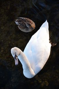 High angle view of swan and mallard duck swimming in lake