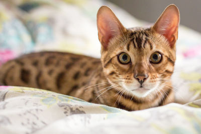 Close-up portrait of cat