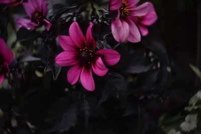 Close-up of pink flowering plant