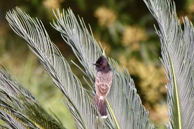 Close-up of bird perching on plant