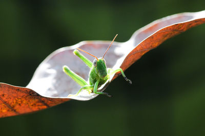 Grasshopper on the leaf with dark green background