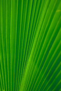 Full frame shot of palm leaf