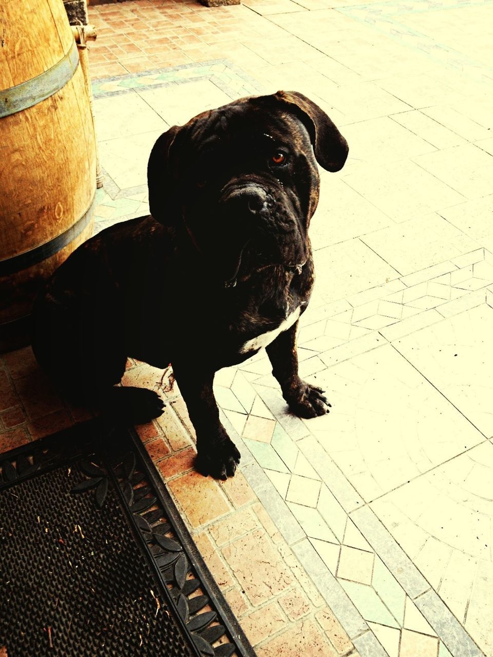 high angle view, animal themes, one animal, domestic animals, full length, tiled floor, pets, indoors, mammal, flooring, dog, sidewalk, paving stone, standing, black color, shadow, sitting, sunlight, rear view, one person