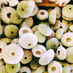 Directly above shot of sea urchin shells in container