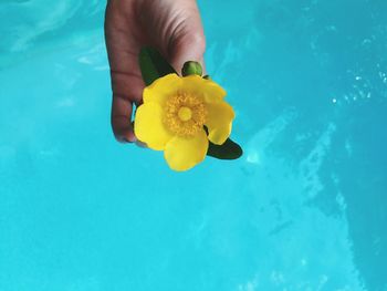 Close-up of hand holding yellow flowers in swimming pool