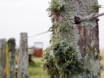 Close-up of lichen growing on tree trunk