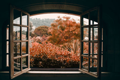 Trees seen through glass window of building