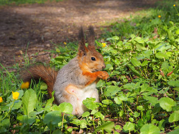 Close-up of squirrel on field
