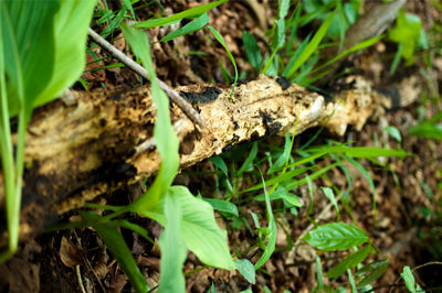 Close-up of green leaves