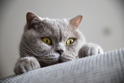 Close-up portrait of cat relaxing at home