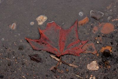 Close-up of red road