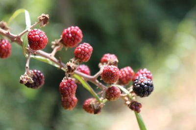 Close-up of berries growing on tree