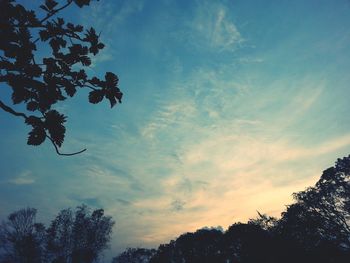 Low angle view of trees against cloudy sky