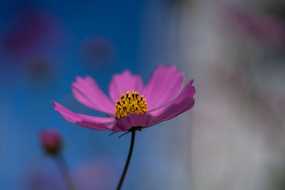 Close-up of pink cosmos flower