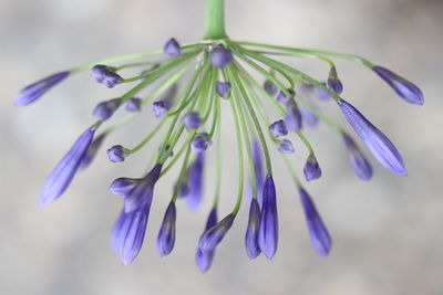 Close-up of purple flowers