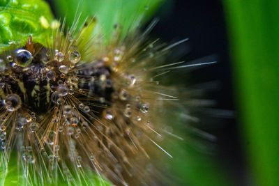 Close-up of plant