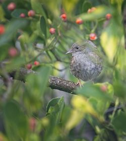 Close-up of dunnock bird perching on branch