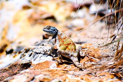 Close-up of frog on rock