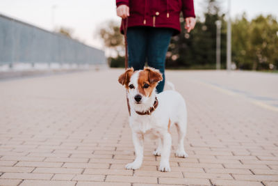 Portrait of dog standing on footpath